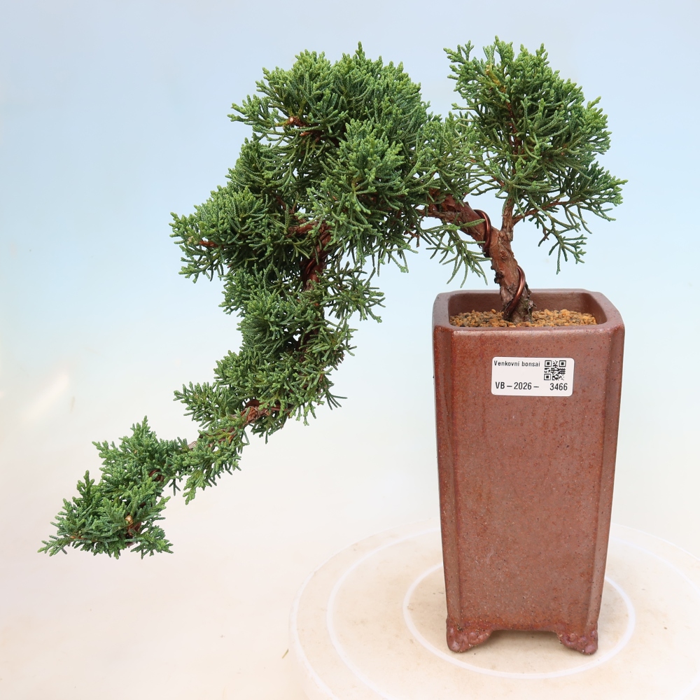 Outdoor bonsai - Juniperus chinensis Kishu