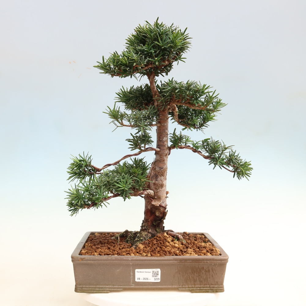 Bonsai ogrodowe – Taxus cuspidata – cis japoński