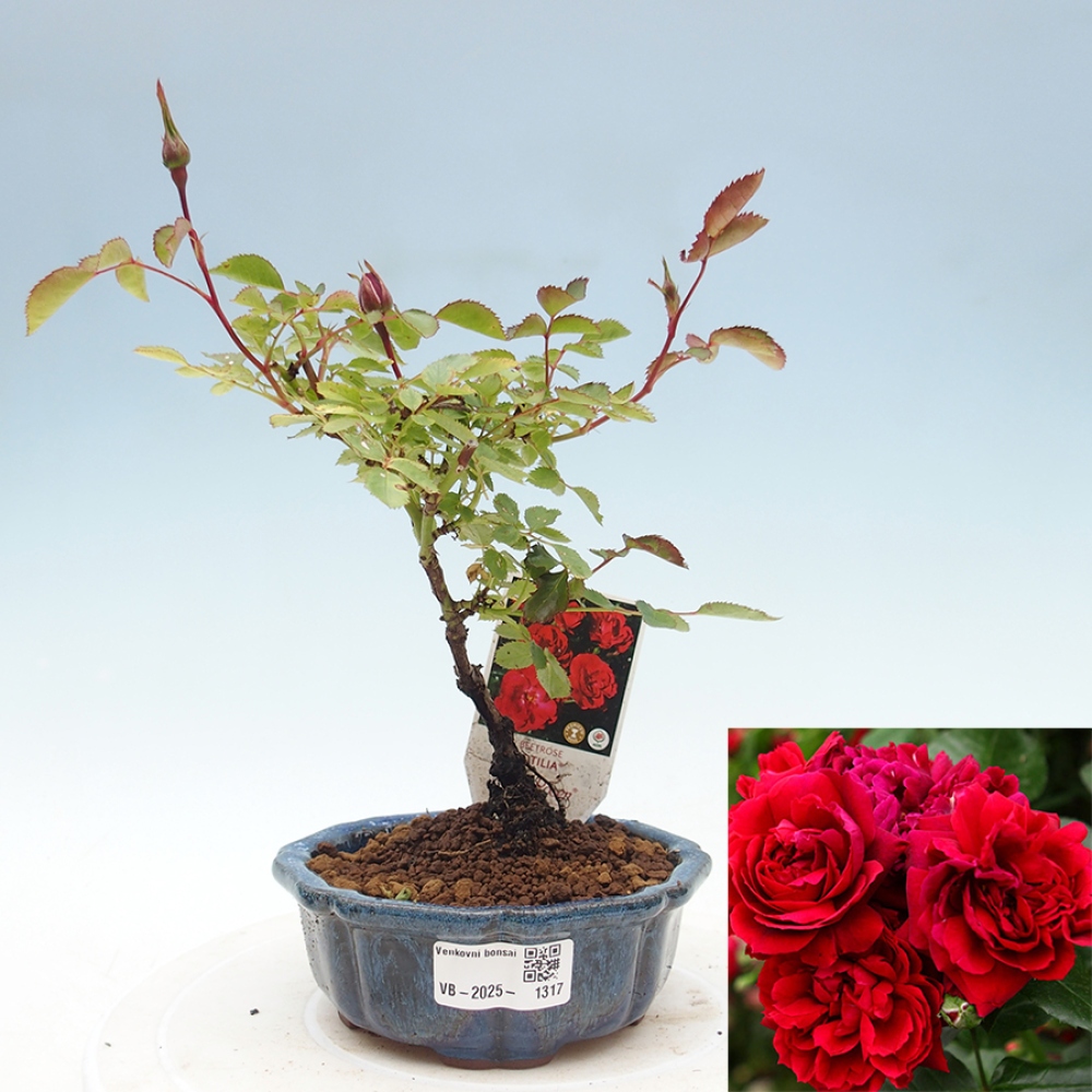Bonsai na zewnątrz - Rosa Kordes - róża 