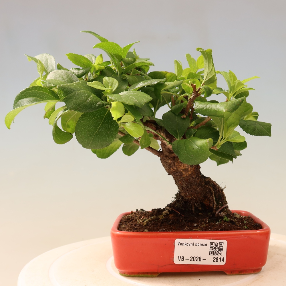 Bonsai zewnętrzne - Celastrus orbiculatus
