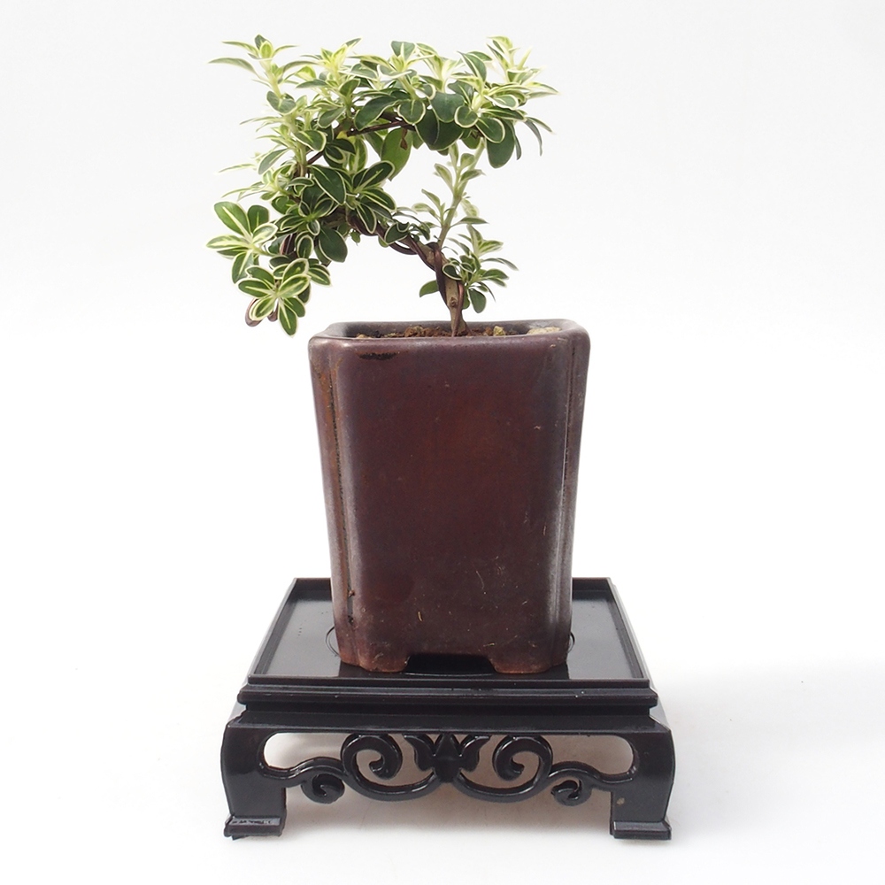 Stolik bonsai plastikowy kwadratowy 11 x 11 x 3,5  cm, kolor czarny
