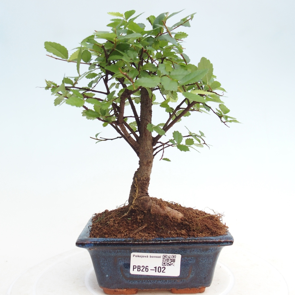 Pokój bonsai - Ulmus parvifolia - Wiąz drobnolistny