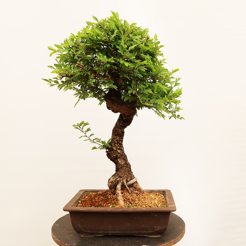 Bonsai na świeżym powietrzu - Zelkova - Zelkova NIRE