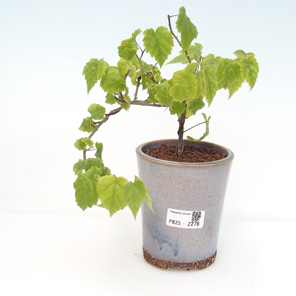 Bonsai do wnętrz - Abutilon Big Bell - Malina moroszka rzeczna