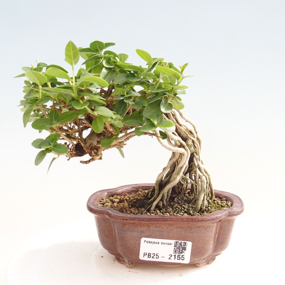 Bonsai wewnętrzne - Premna serratifolia - Kozlovon drobnolistny