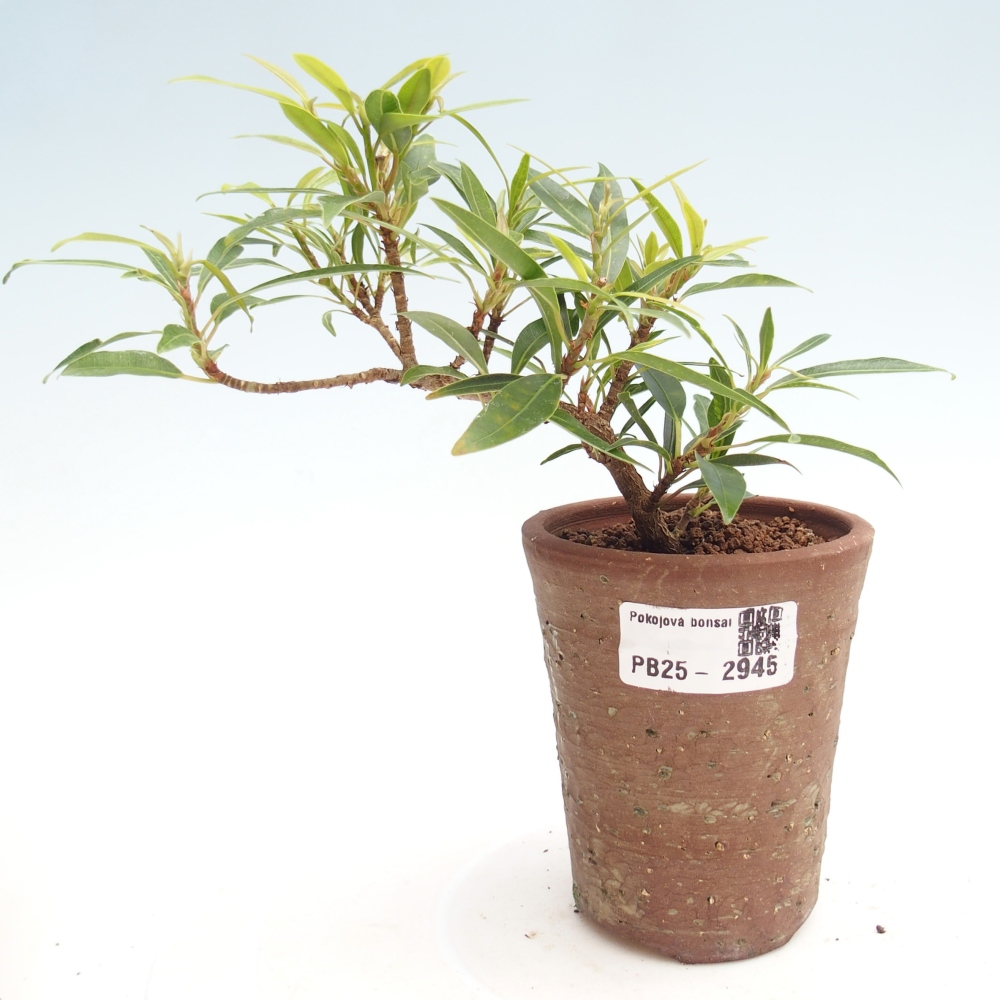 Bonsai wewnętrzne - Ficus nerifolia - figowiec drobnolistny