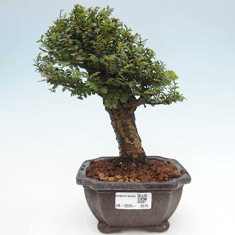 Bonsai zewnętrzne - Ulmus parvifolia Hokkaido - wiąz chiński