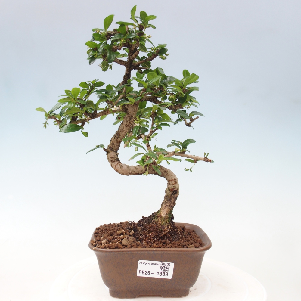 Bonsai pokojowe - Carmona macrophylla - Tea fuki