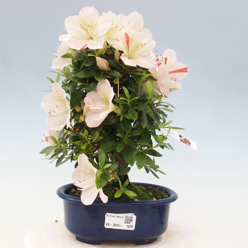 Bonsai ogrodowe - azalia japońska - Azalea Asazakura