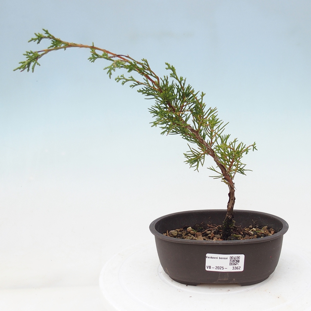 Outdoor bonsai - Juniperus chinensis Itoigawa - Jałowiec chiński
