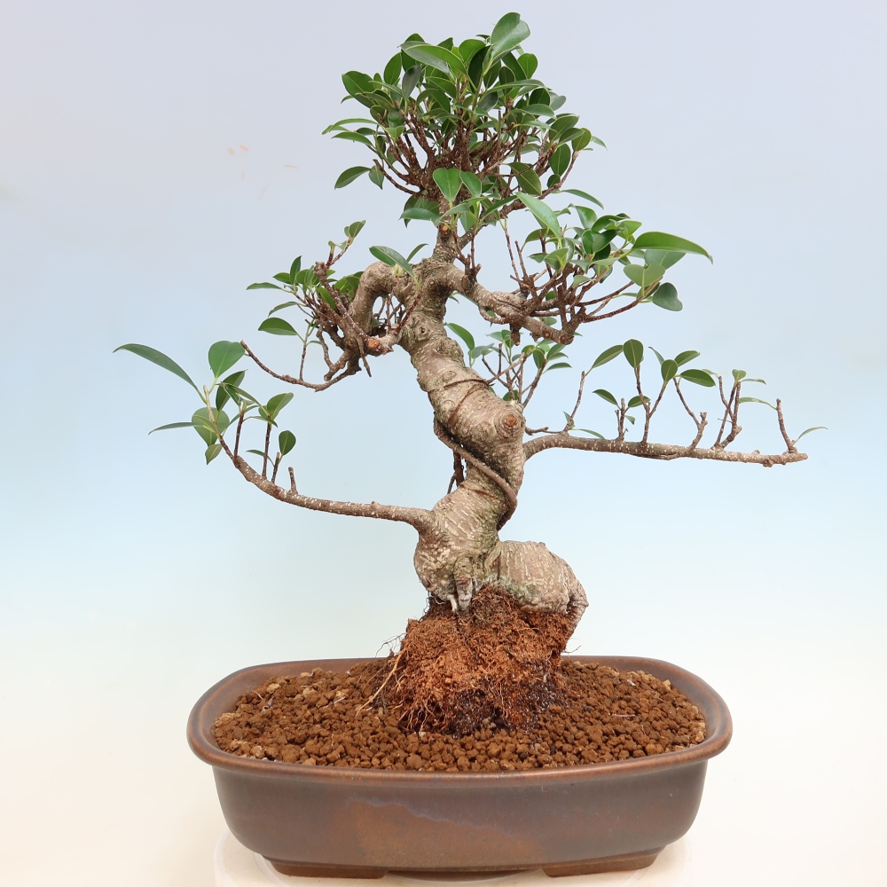Pokój bonsai - Ficus kimmen - figowiec drobnolistny
