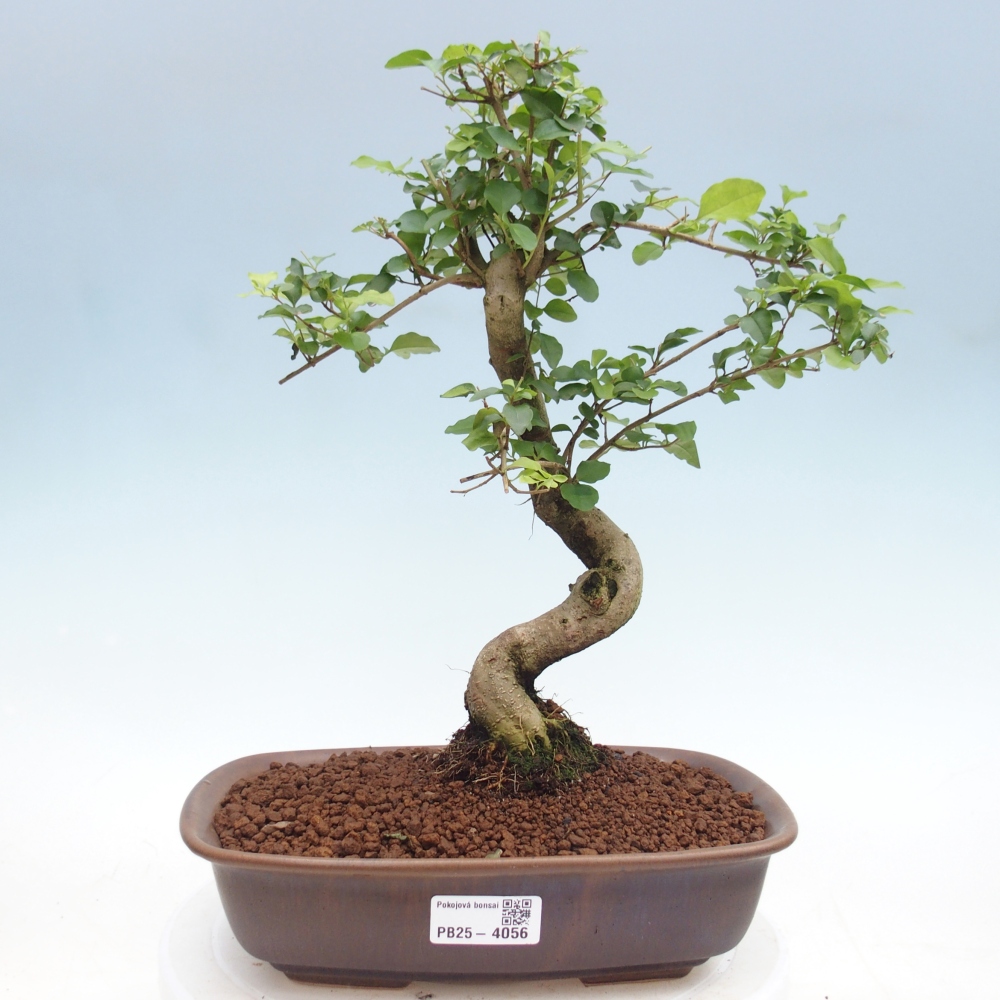Pokój bonsai - Ligustrum chinensis - Dziób ptaka