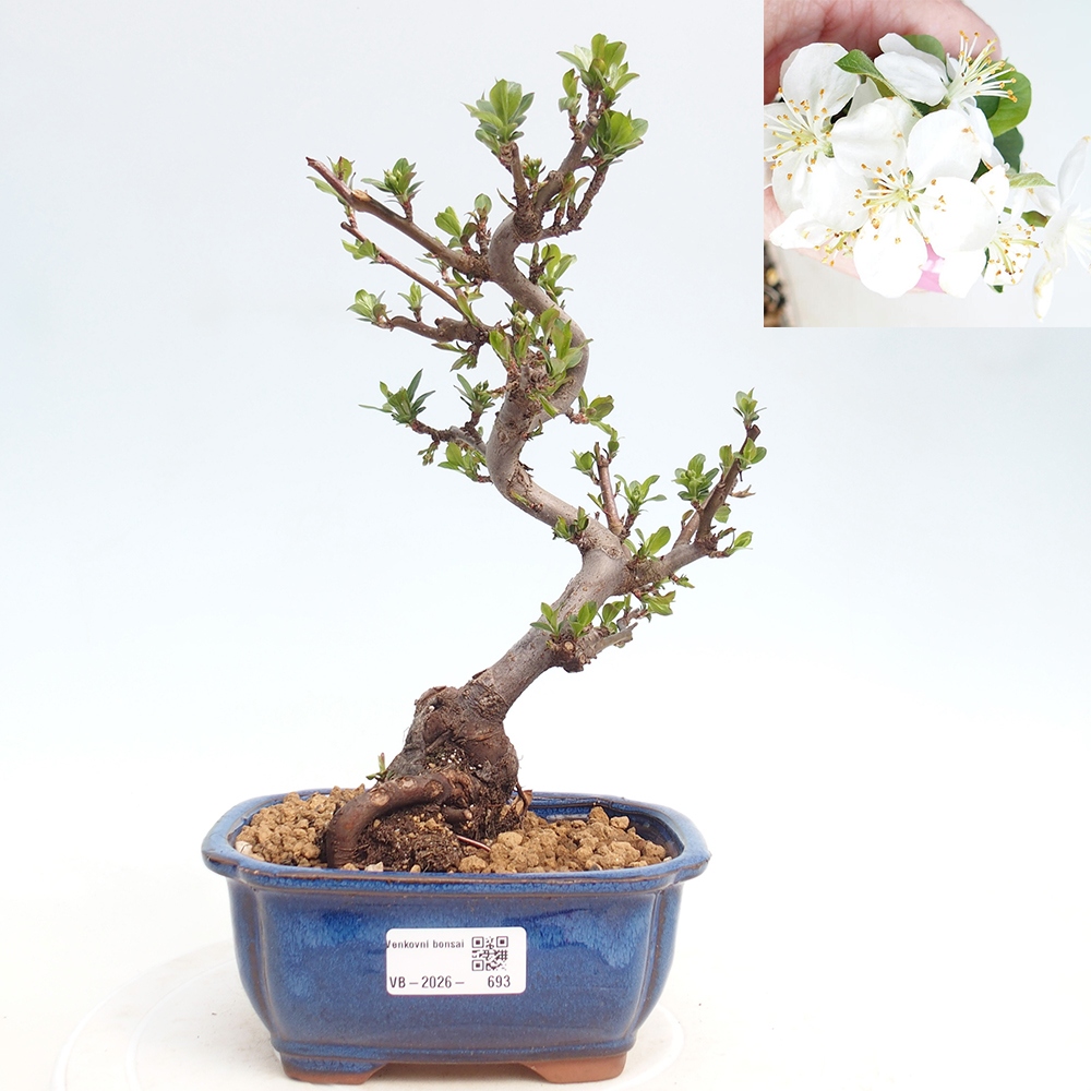 Outdoor bonsai - Malus sargentii - Jabłoń drobnoowocowa