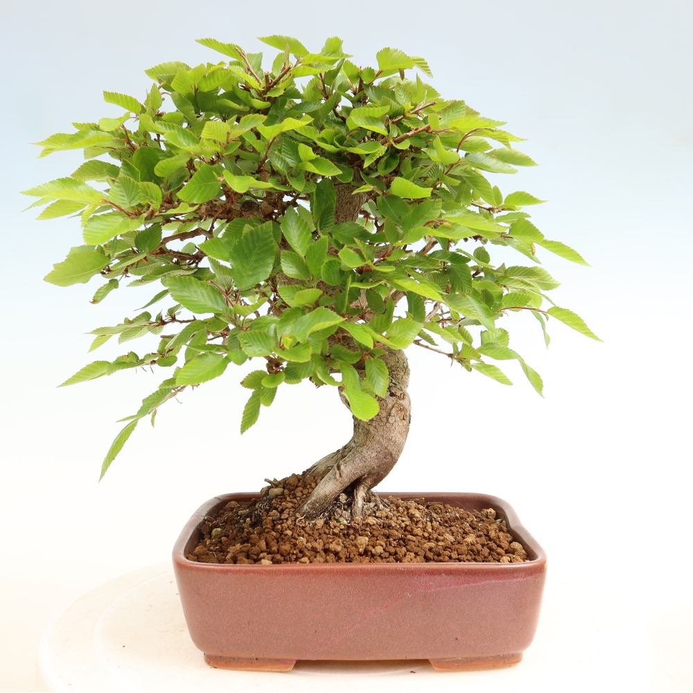 Outdoor bonsai - Carpinus coreana - grab koreański