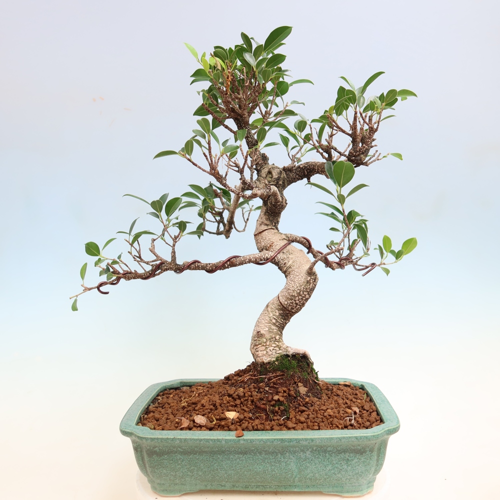 Pokój bonsai - Ficus kimmen - figowiec drobnolistny