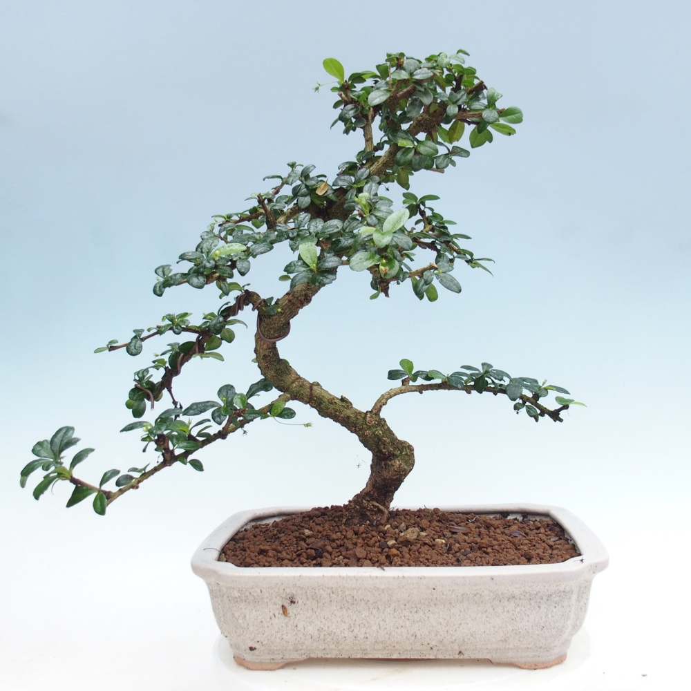 Bonsai pokojowe - Carmona macrophylla - Tea fuki