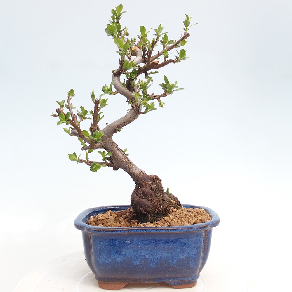 Outdoor bonsai - Malus sargentii - Jabłoń drobnoowocowa