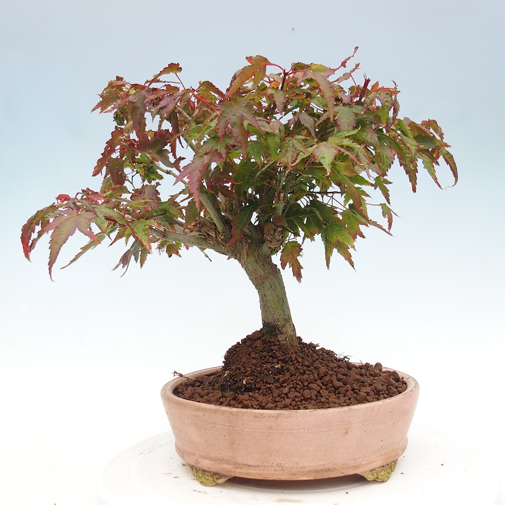 Acer palmatum KIOHIME - klon palmowy