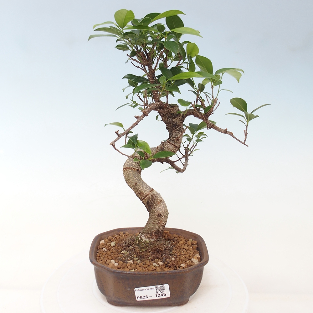 Pokój bonsai - Ficus retusa - figowiec drobnolistny