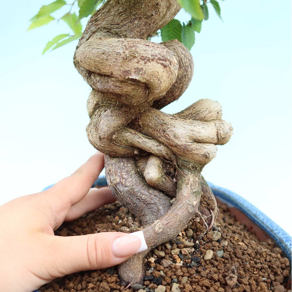 Outdoor bonsai - Carpinus coreana - grab koreański