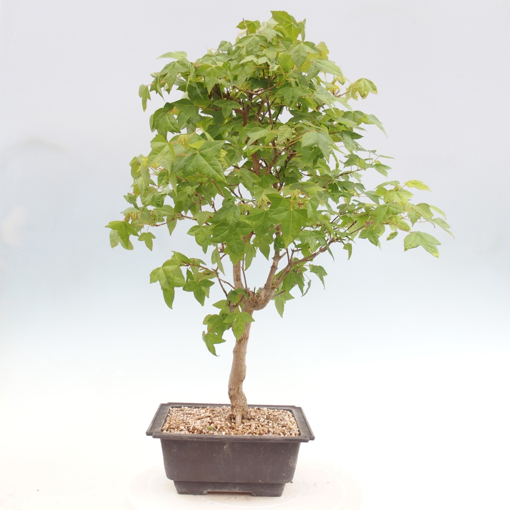 Outdoor bonsai - Acer Buergerianum - Klon Burger