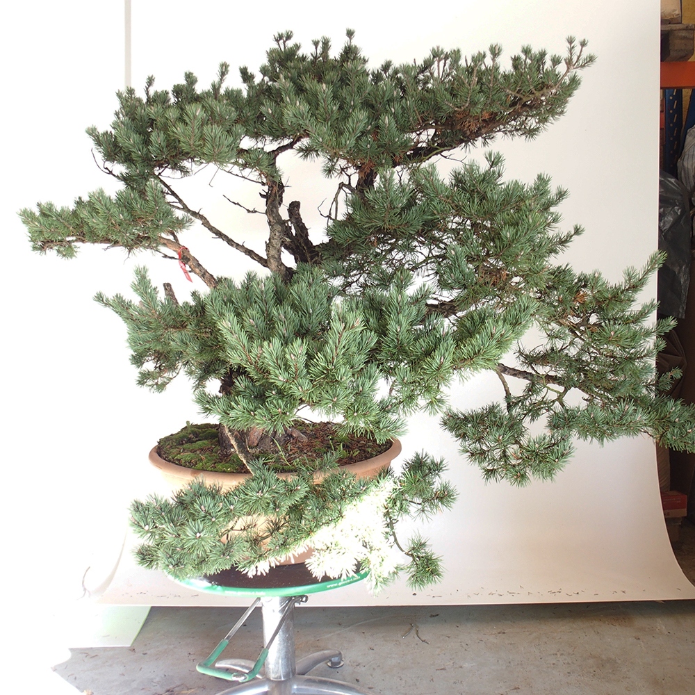 Yamadori - Pinus sylvestris Hiszpania