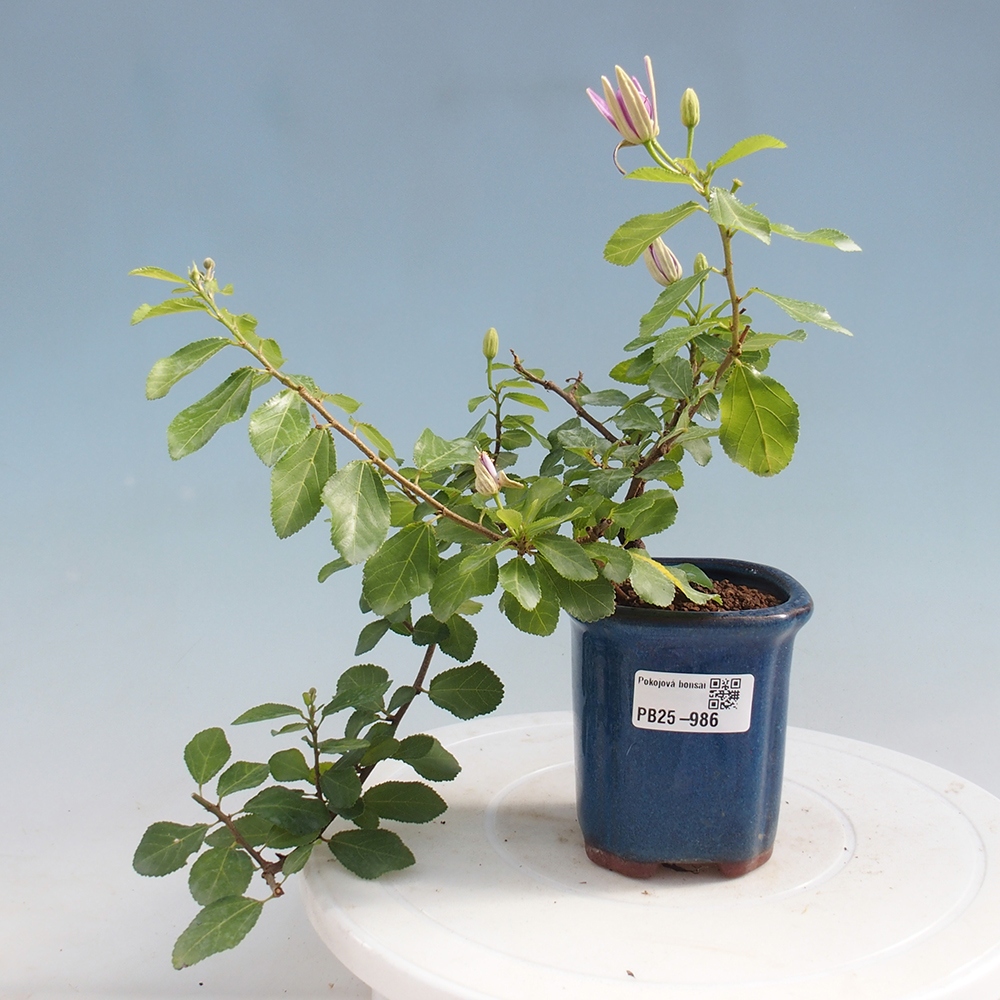 Kryty bonsai - Grewia occidentalis - Lawendowa gwiazda
