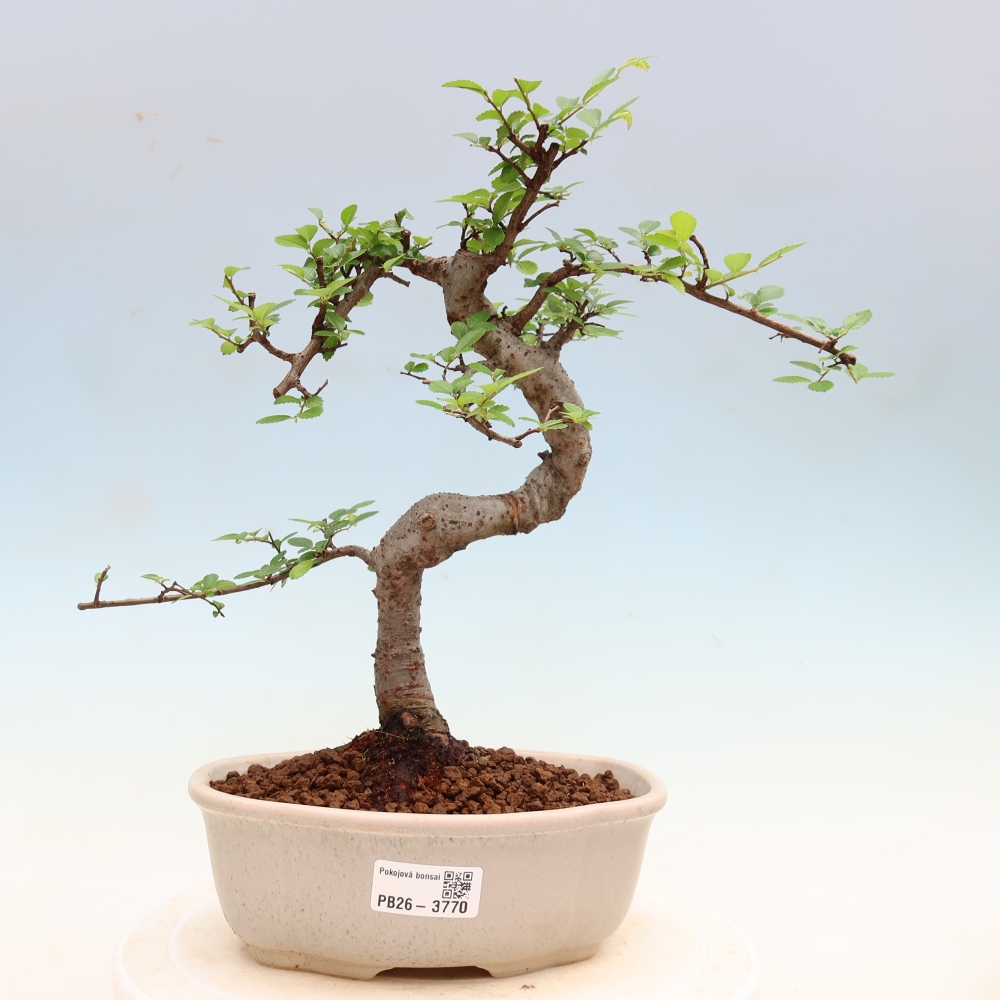 Pokój bonsai - Ulmus parvifolia - Wiąz drobnolistny