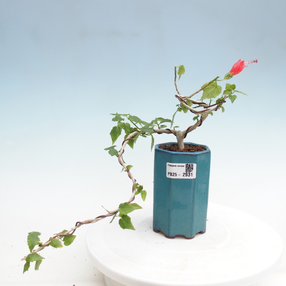 Kryte bonsai - Malvaviscus arboreus - hibiskus drzewny