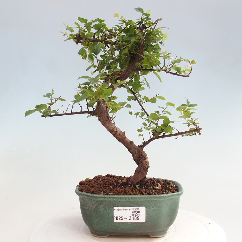 Bonsai wewnętrzne - Sagerécie thea - Sagerécie thea