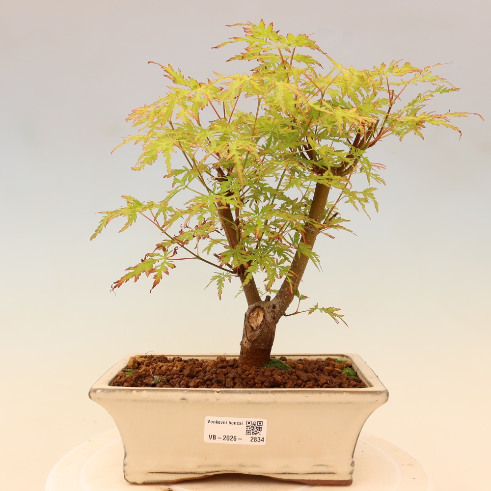 Bonsai ogrodowe – Acer palmatum Dissectum – klon palmowy 