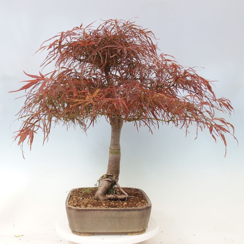 Bonsai zewnętrzne - Acer palmatum RED PYGMY