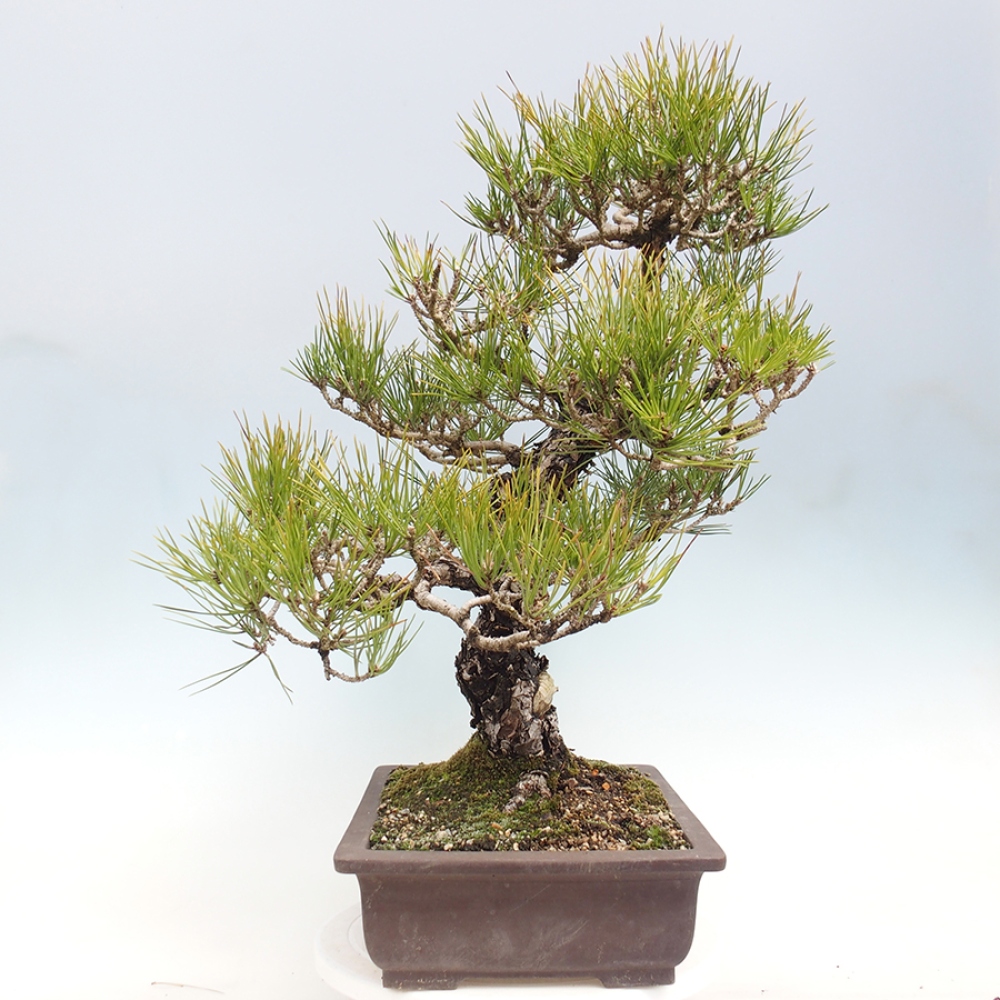 Outdoor bonsai - Pinus thunbergii - sosna Thunberga