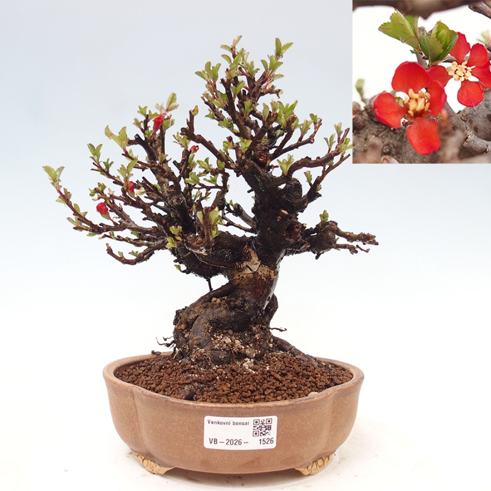 Bonsai zewnętrzne - Chaneomeles speciosa - Pigwa