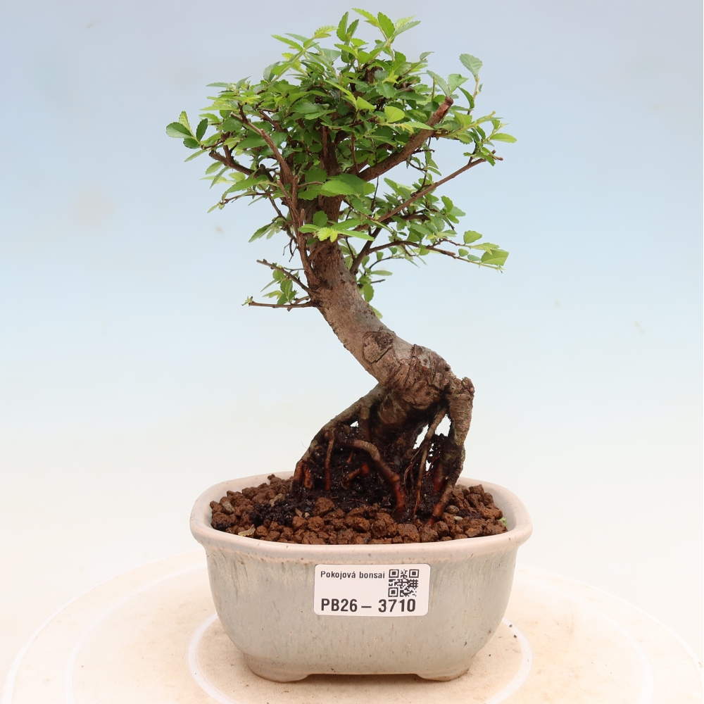 Pokój bonsai - Ulmus parvifolia - Wiąz drobnolistny