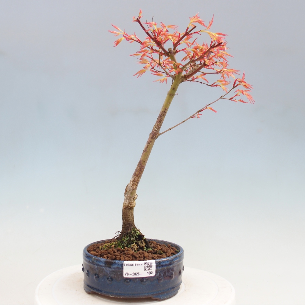 Klon pospolity - Acer palmatum Beni Tsukasa