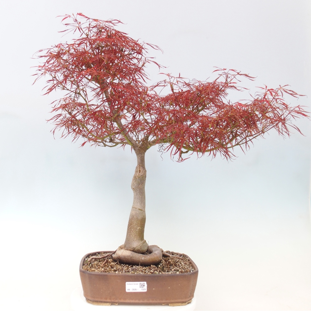 Bonsai zewnętrzne - Acer palmatum RED PYGMY