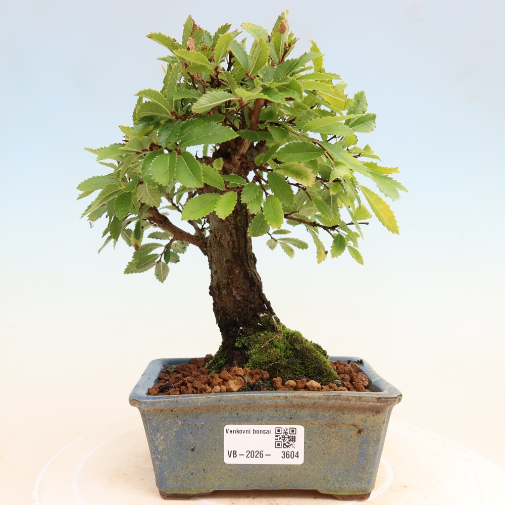 Bonsai zewnętrzne - Zelkova - Zelkova NIRE