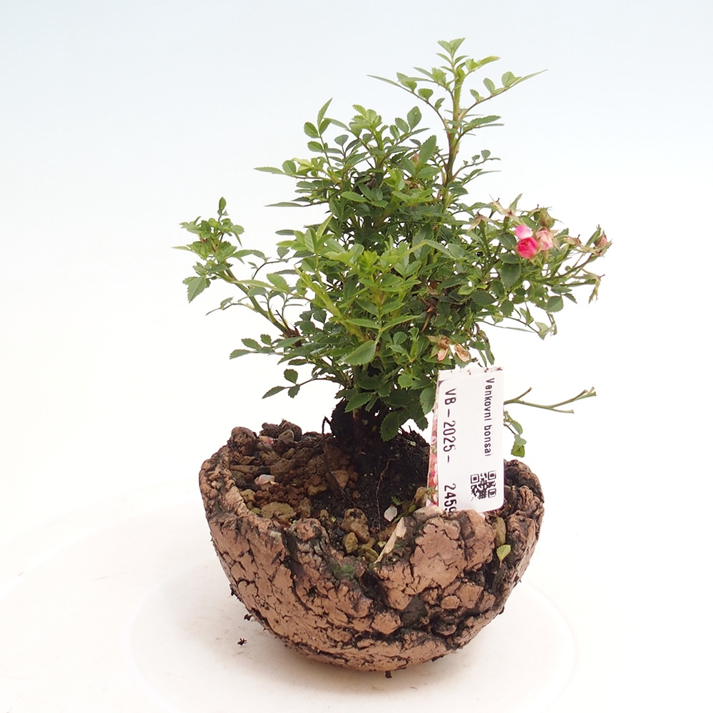 Bonsai zewnętrzne - Rosa Cutie Pie - Róże