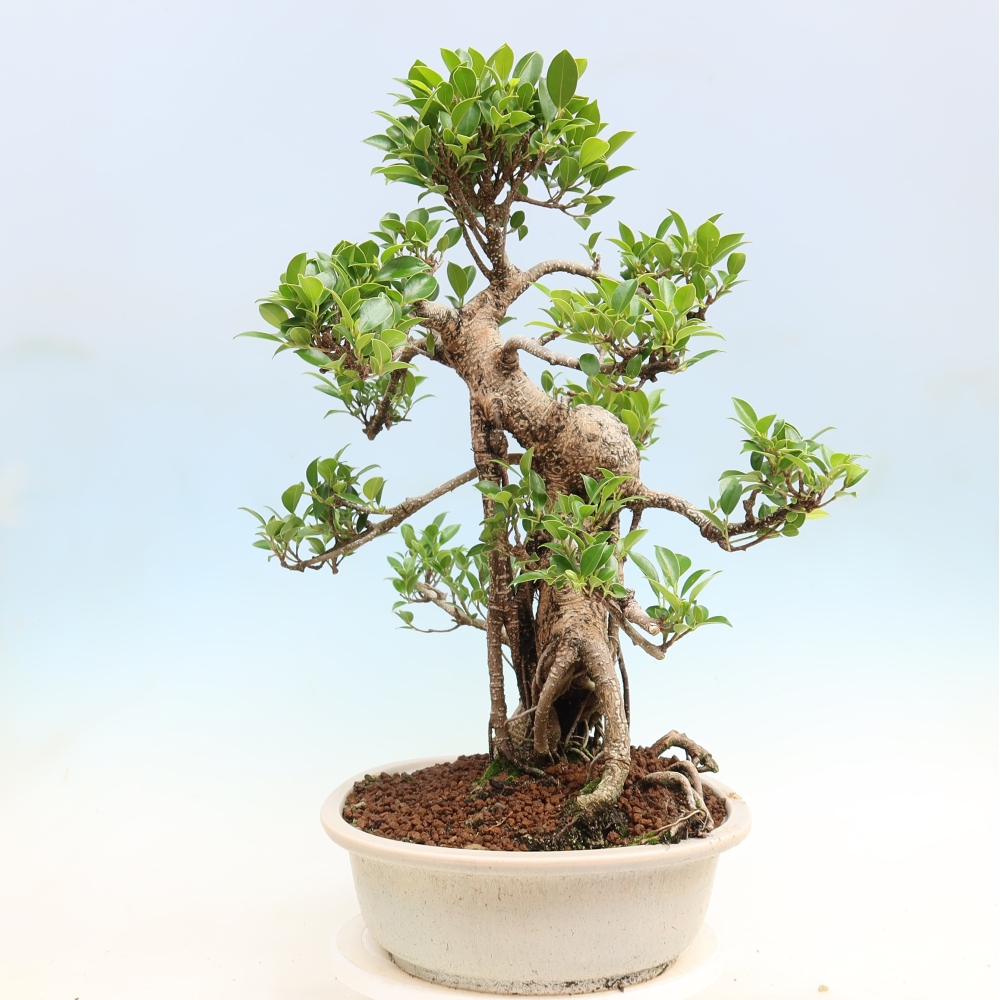 Pokój bonsai - Ficus kimmen - figowiec drobnolistny