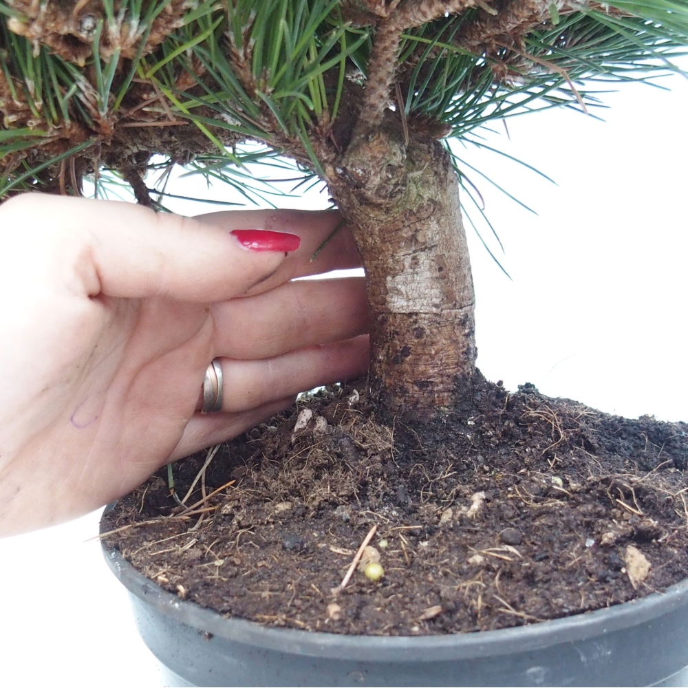 Outdoor bonsai - Pinus thunbergii senjyumaru - Sosna Thunberga