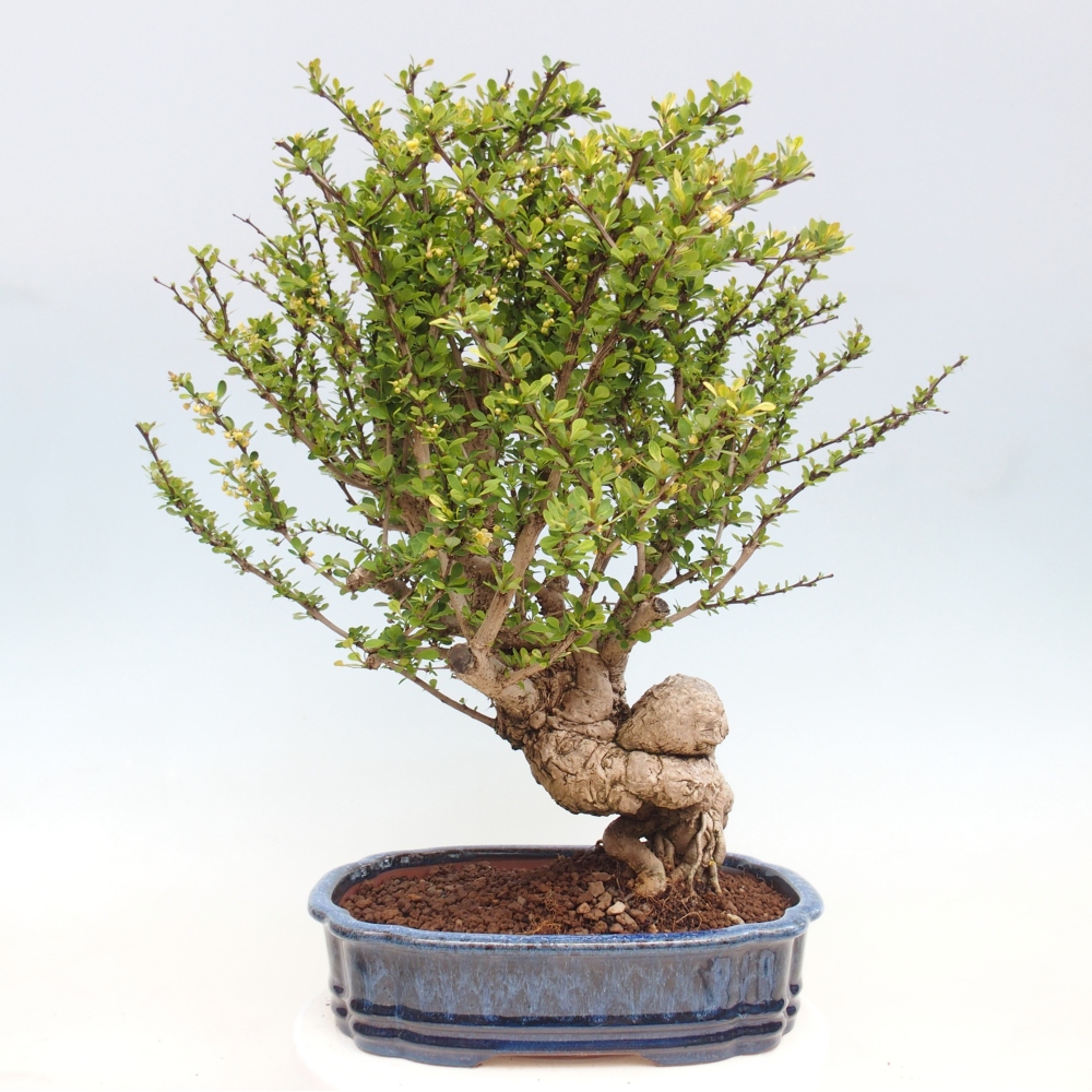 Bonsai zewnętrzne - Berberis coreana