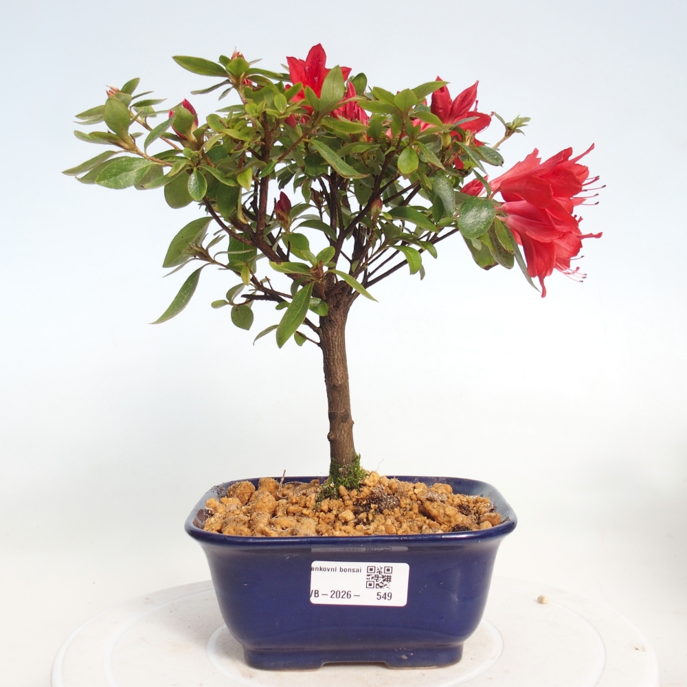 Outdoor bonsai - Azalia japońska - Azalea sp.