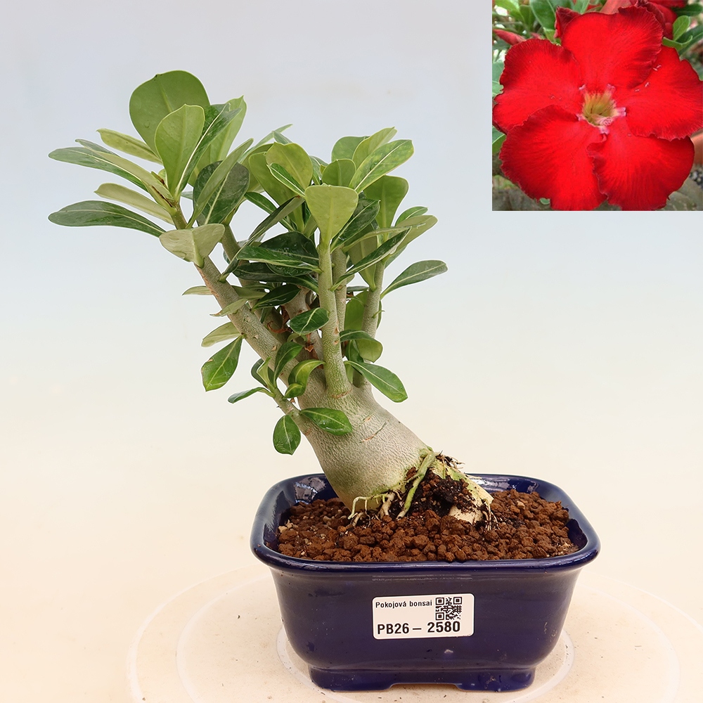 Bonsai pokojowe – Adenium obesum Red Star – Róża pustynna