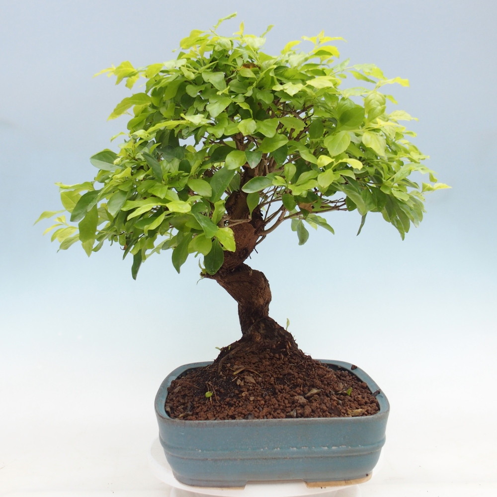 Bonsai pokojowe - Duranta erecta Aurea - WYŁĄCZNIE ODBIÓR OSOBISTY lub transport paletowy