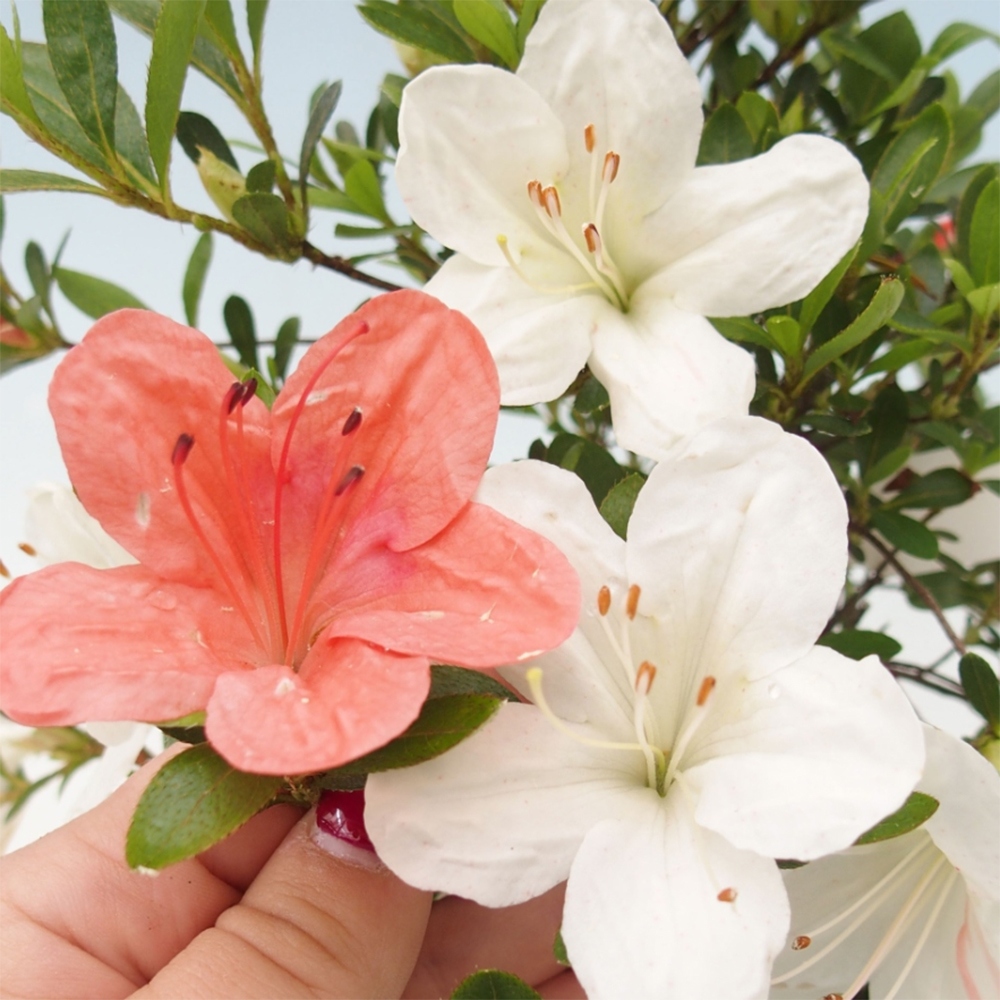 Bonsai zewnętrzne - Azalia japońska - Azalia Matsunami