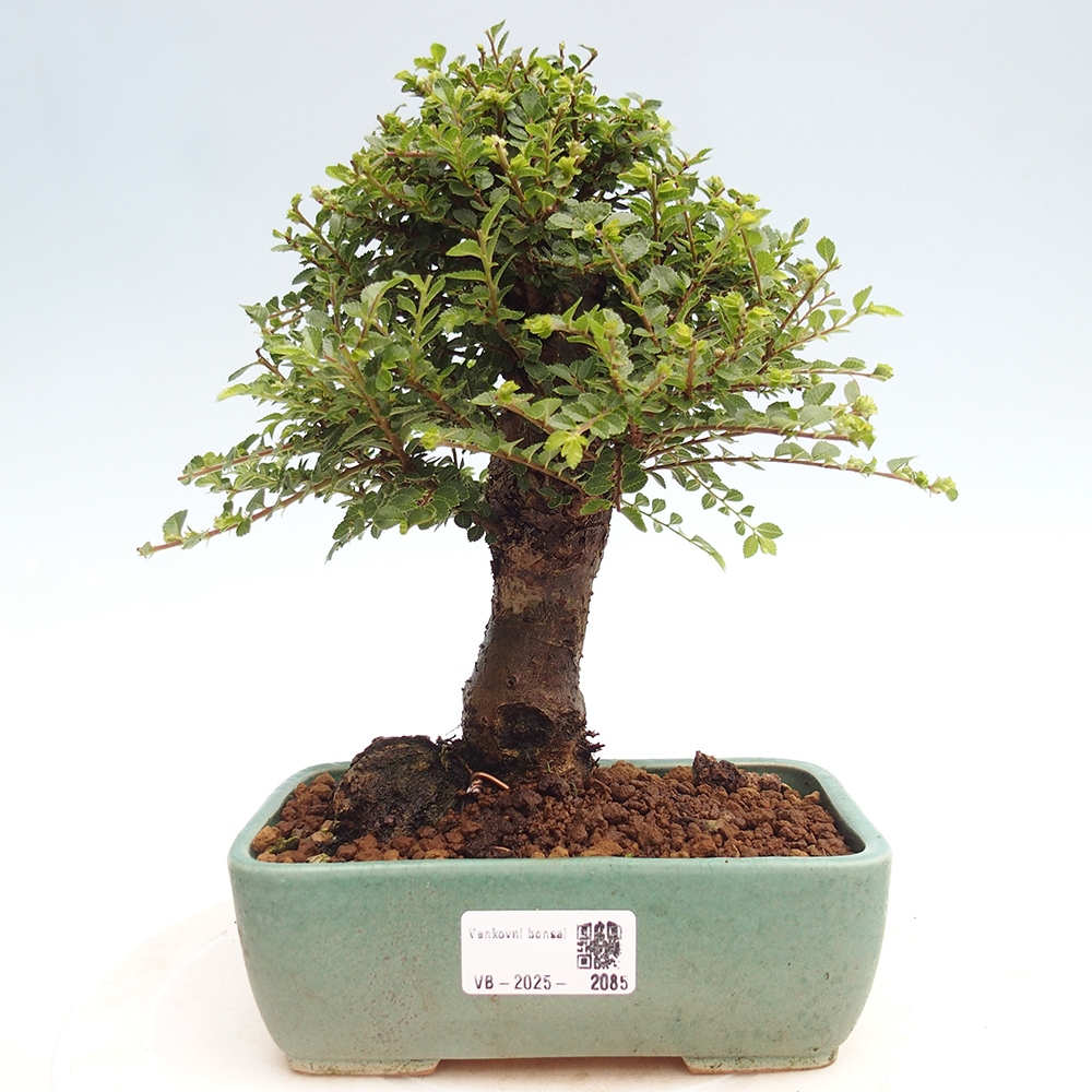 Bonsai zewnętrzne - Ulmus parvifolia Hokkaido - wiąz chiński