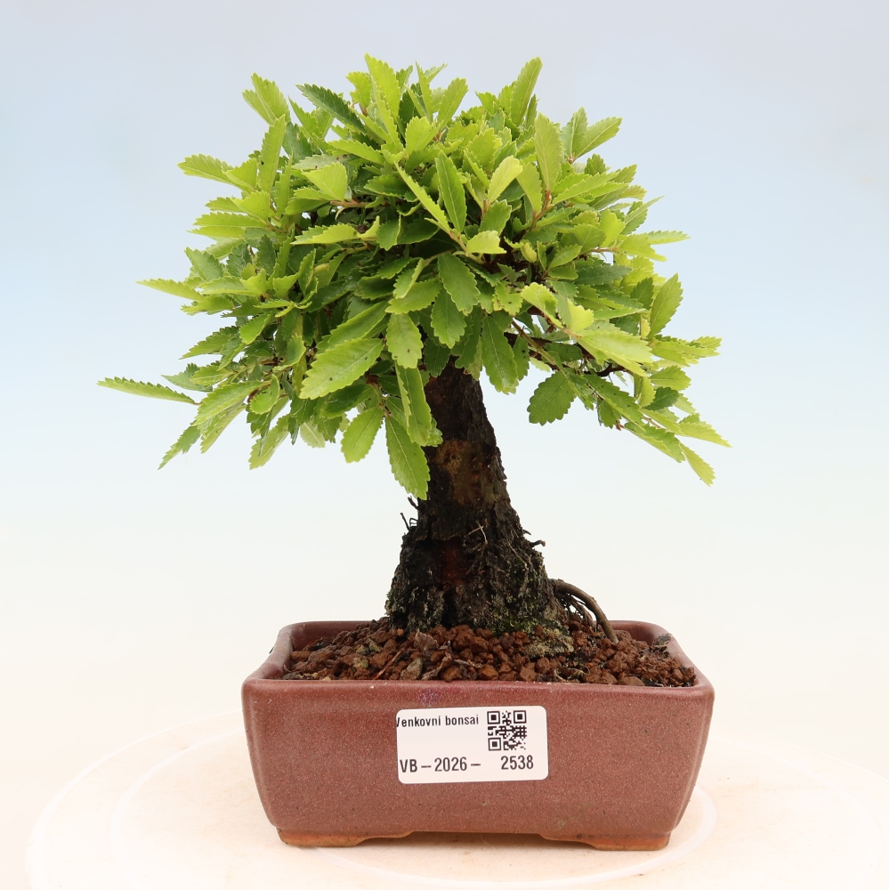 Bonsai zewnętrzne - Zelkova - Zelkova NIRE