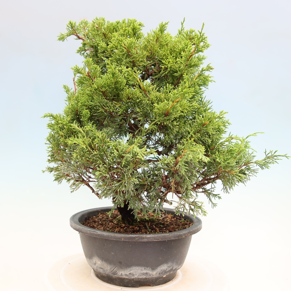 Bonsai ogrodowe – Juniperus chinensis Itoigawa – jałowiec chiński