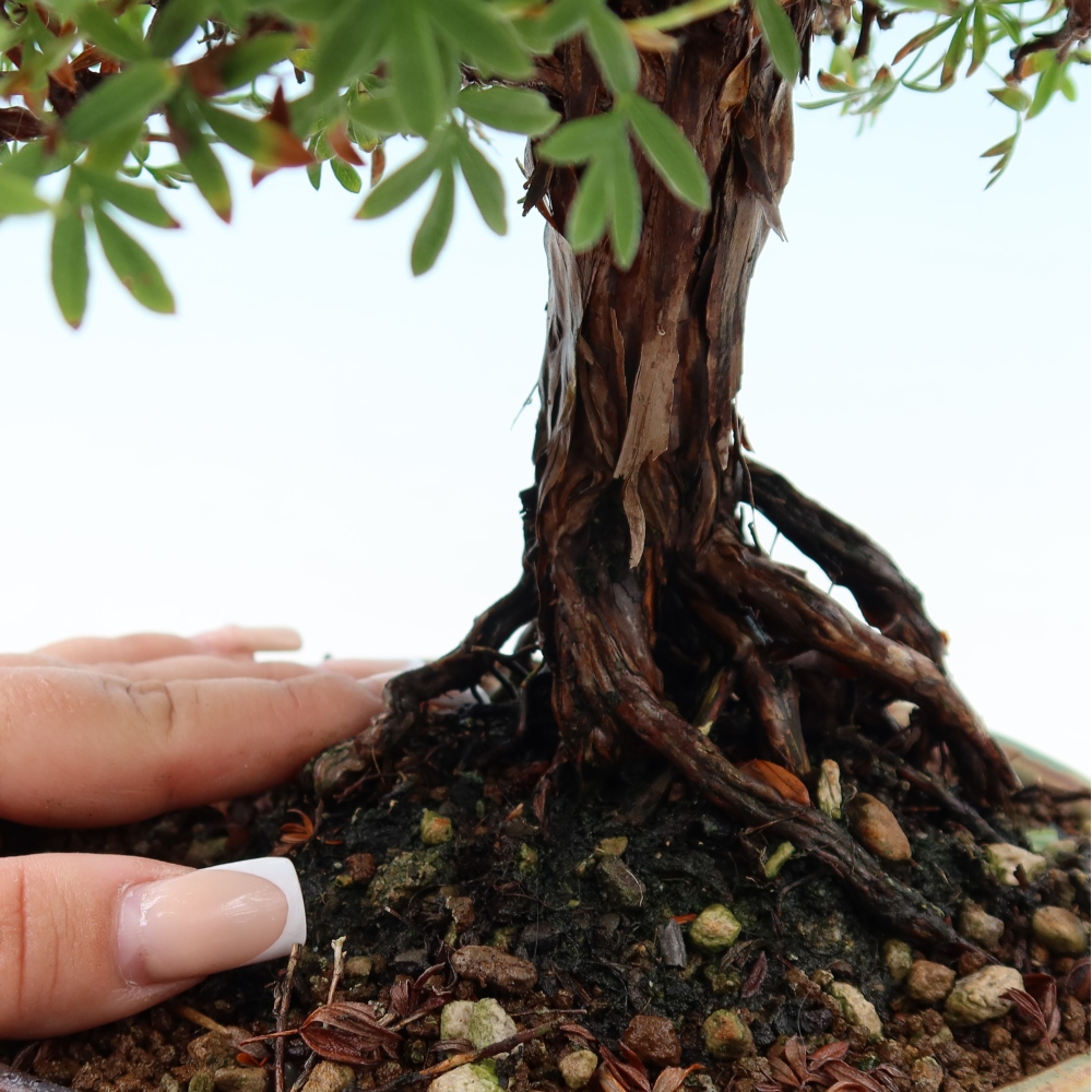 Bonsai zewnętrzne - Potentila fruticosa